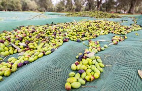 raccolta olive