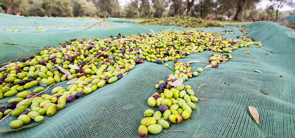 raccolta olive